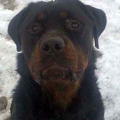 Otto